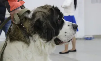 Домашние собаки могут быть заражены супербактериями, опасными для людей