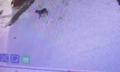 В фотоловушку попали амурчане, выбросившие щенков и собаку