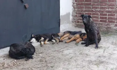 Мужчины ответят перед судом за собаку, пострадавшую в Чигирях 