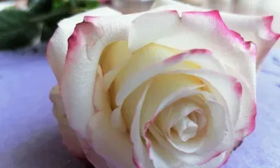 Международный женский день в России празднуется 8 марта