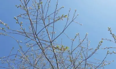 Воздух прогреется до +2 градусов в Амурской области