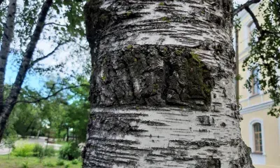 Ефимов день: «Всполашивается зорька утренняя, кукушкой голос подает»