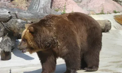 Никифоров день: по последнему льду хорошо клюют плотва, окунь и язь