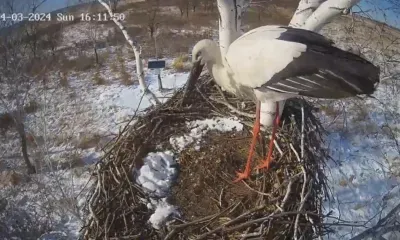 Аист вернулся в гнездо, за которым онлайн наблюдают амурчане