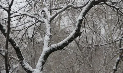 Слабые осадки и порывистый ветер ожидаются в Амурской области