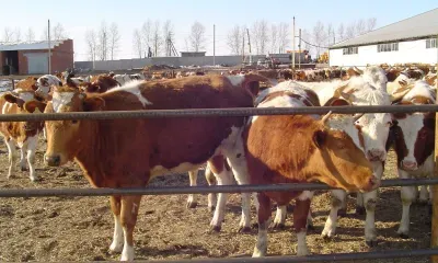 Нелегальную скотобойню устроил житель Амурской области