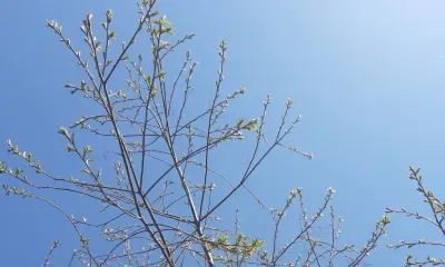 По северу и местами по югу Амурской области 24 апреля кратковременные дожди