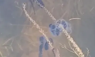 Бодрых маленьких тритонов сняли на видео в Амурской области