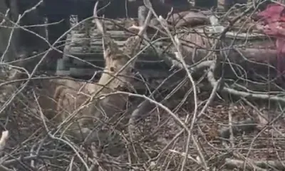 Самец косули, пойманный в Свободном, удивил сотрудников охотнадзора