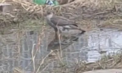 Живой перепелкой выманили ястреба из "ловушки" в Приамурье
