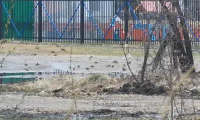 Тысячи птиц покинули Свободный после вынужденной остановки