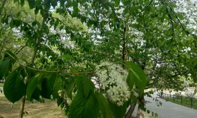 В отдельных районах Амурской области 14 мая - грозы