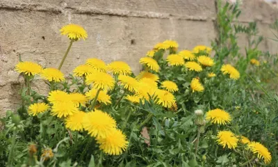 Холоднее нормы будет вторая декада мая в Амурской области