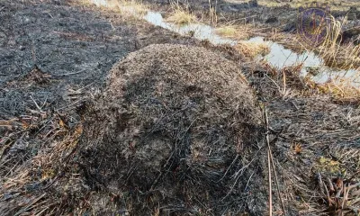 Детеныши косуль и лосей погибли в огне в Приамурье