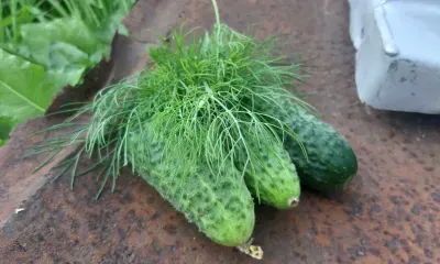 Тимофей Грядочник: "Пришел Тимофей - сей огурцы скорей"