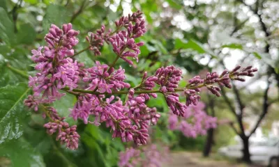 Вандалы украли саженцы сирени с центральной улицы Тынды