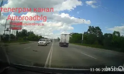 Дорогу уступили диким уткам в Благовещенске