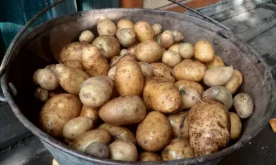 Сбор картофеля вырос в Амурской области 