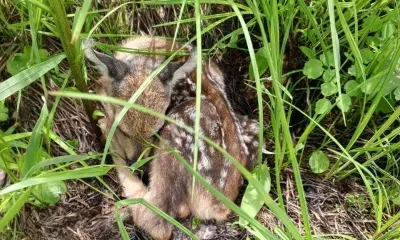 Запускается необратимая реакция: амурчанам рассказали, почему опасно трогать диких животных