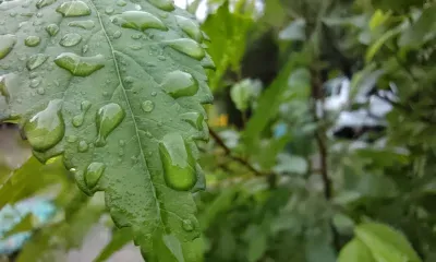 Сильные дожди с грозами накроют юг Амурской области