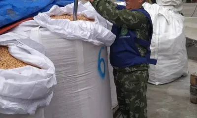 В Монголию впервые отправили кукурузу, выращенную в Амурской области