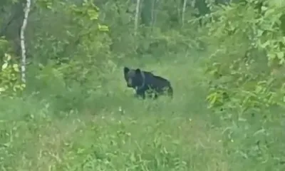 Медведи разорили пасеку и "наследили" в огороде амурчан 