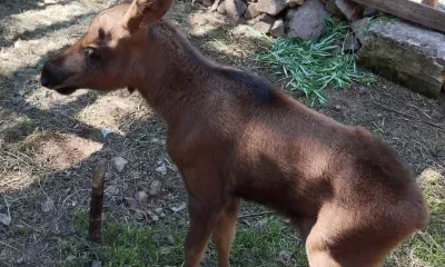 Новорожденного лосенка подбросили в контактный зоопарк Тынды