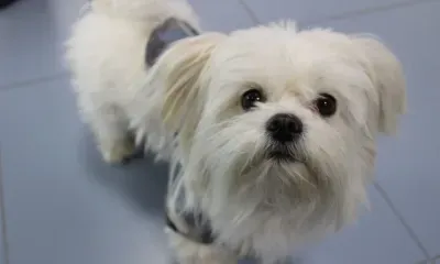 Собак и кошек активно регистрируют жители Амурской области