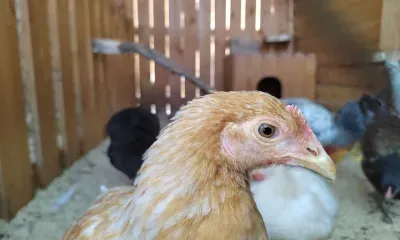 Вспышка инфекции произошла на крупной птицефабрике в Амурской области