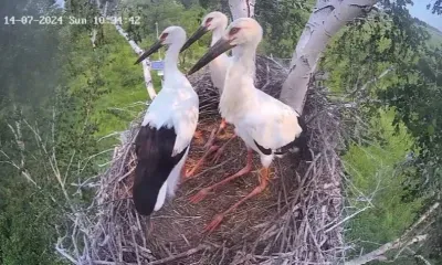 Погиб или заблудился: аистенок не вернулся в родительское гнездо