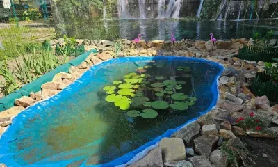 Пруд с нимфеями и пасторальный сад: эстетика дворов Благовещенска