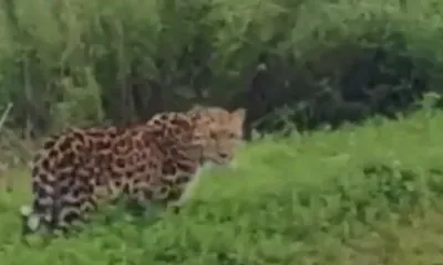 Неизвестного науке леопарда встретили на дороге в Приморье