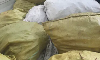 Корни ясенца мохнатоплодного снова изъяли в Амурской области
