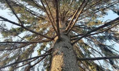 Сбор популярного дикороса намерены ограничить в России