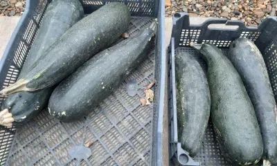Популярный овощ поможет сердцу и сохранит фигуру