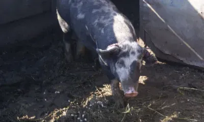 Рейдов по выявлению павших кабанов в Приамурье стало больше