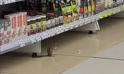 Грызун в кадре: бурундука заметили в гипермаркете Благовещенска