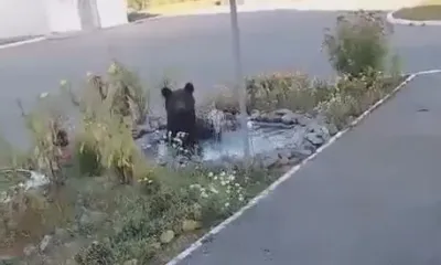 Медведь искупался в фонтане в Циолковском