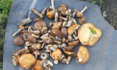 Тит Листопадник: сельские мастера старались сплести побольше кузовков и корзинок