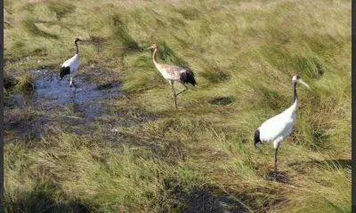 Перья помогают отслеживать жизнь журавлей в Приамурье