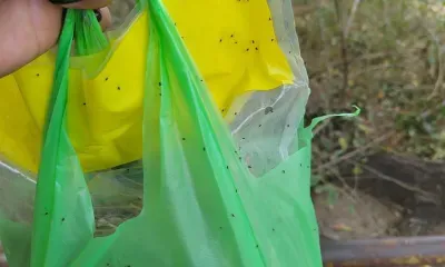 Полчища насекомых атакуют жителей российских городов