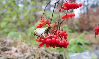 Дождь, переходящий в мокрый снег пройдет по северным районам Амурской области 28 сентября
