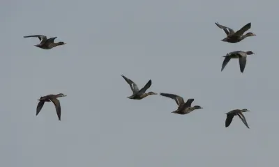 Разнообразие пролетных уток наблюдают в заповеднике Приамурья