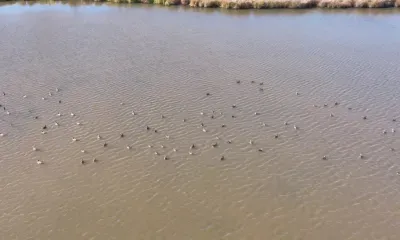 Уток в амурском заповеднике начали считать с воздуха