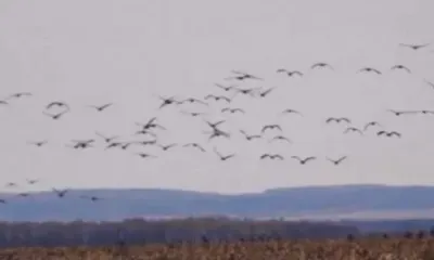 Тысячи журавлей слетелись на пиршество в Амурский заказник