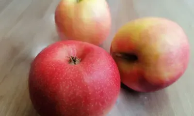 Яблоки из Северной Кореи привезут в Россию