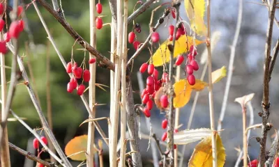 Переменная облачность, без существенных осадков в Амурской области