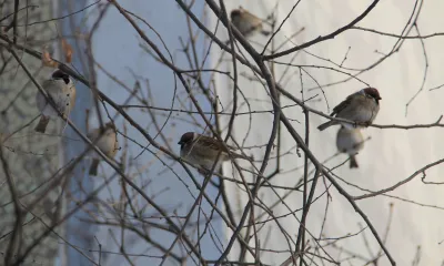 Воздух прогреется до +17 градусов в Амурской области
