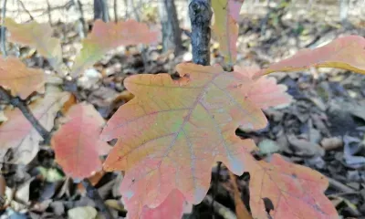 Мистический обряд совершали на Михаила Соломенного