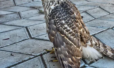 Ястреб получил травму в Зее, он мог пострадать при охоте